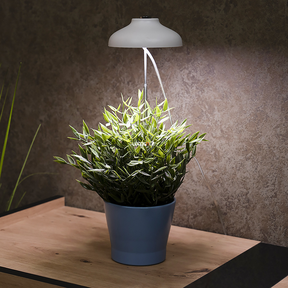 Ledvance cserépbe szúrható LED-es növénynevelő, automatikus időzítővel (Umbrella)